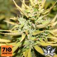 710 Genetics Seeds Smog